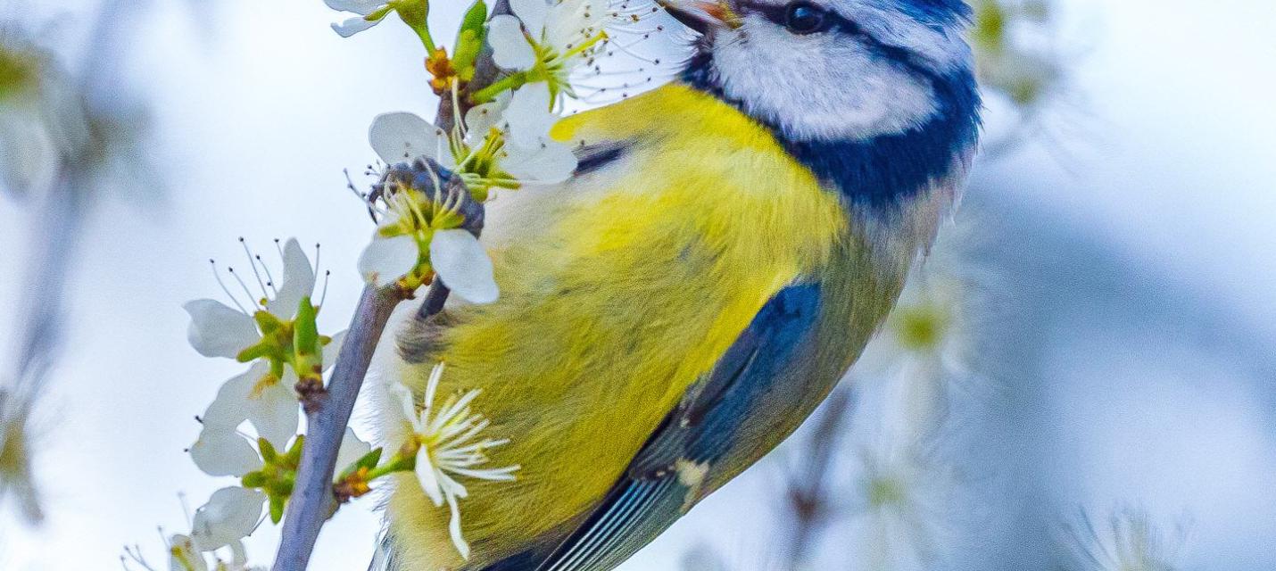 Blaumeise